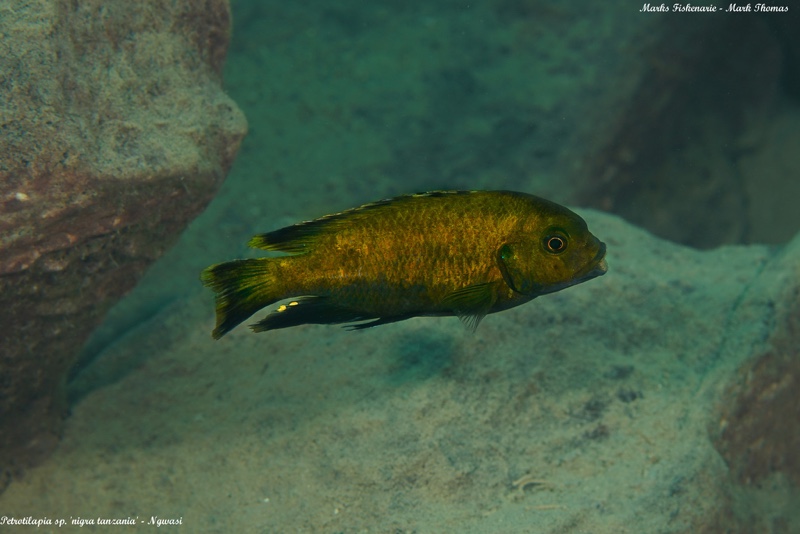 Petrotilapia sp. 'nigra tanzania' Ngwasi